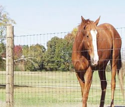 草原養殖網使用案例